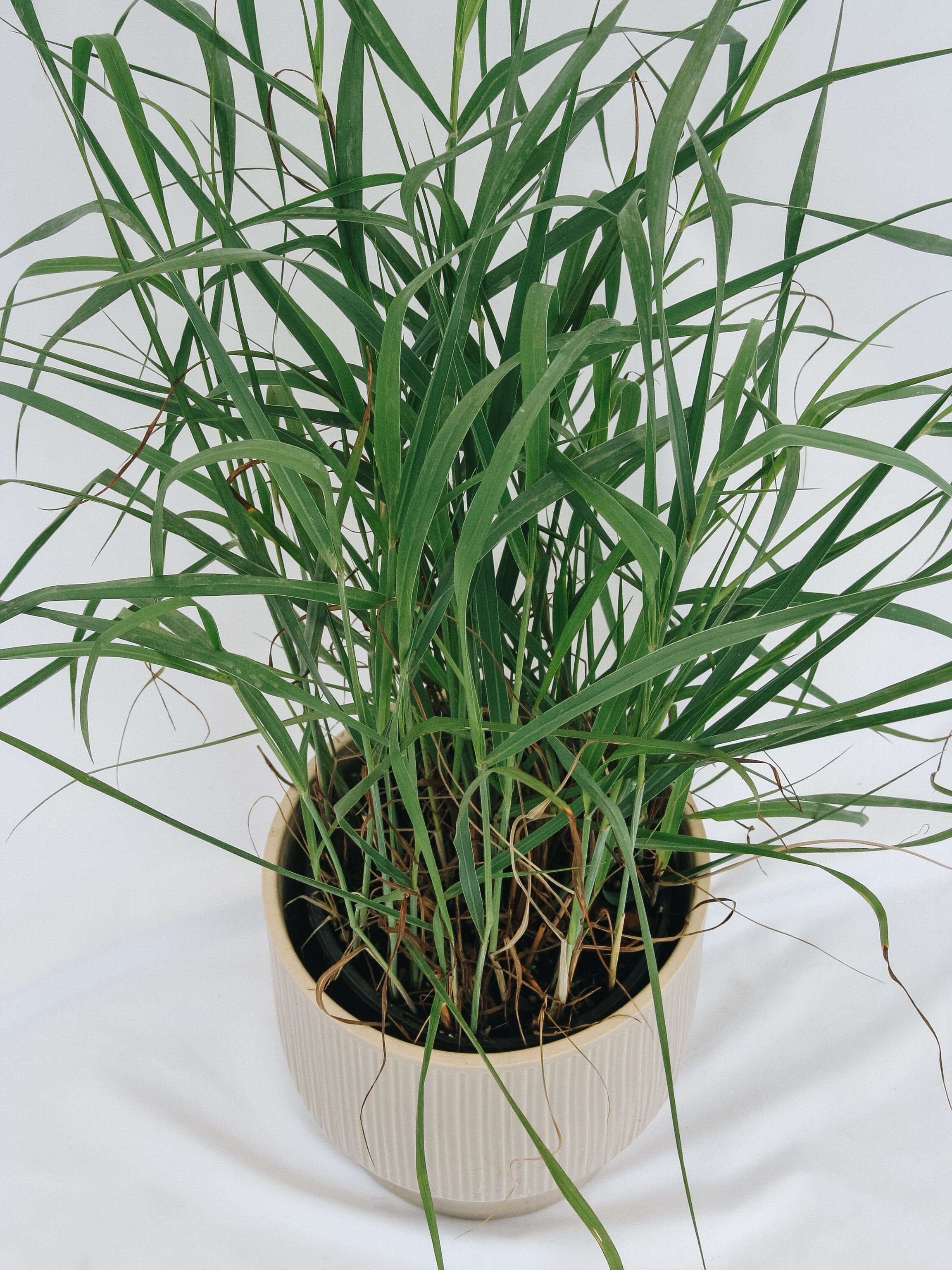 Heavy Metal Switchgrass