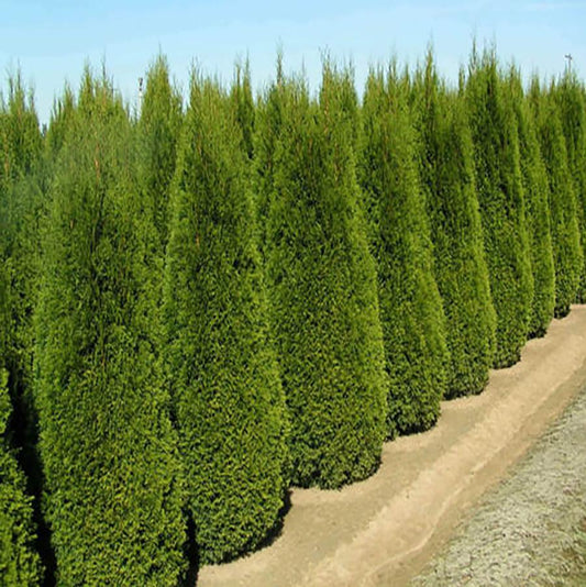 Holmstrup Arborvitae