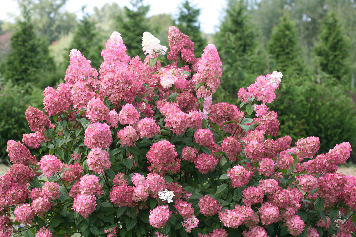 Fire Light  Panicle Hydrangea