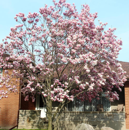 Jane Magnolia