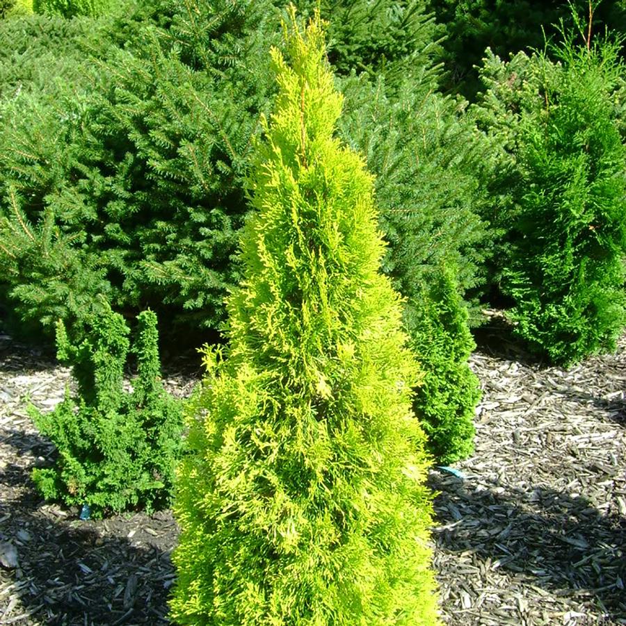 Jantar Arborvitae