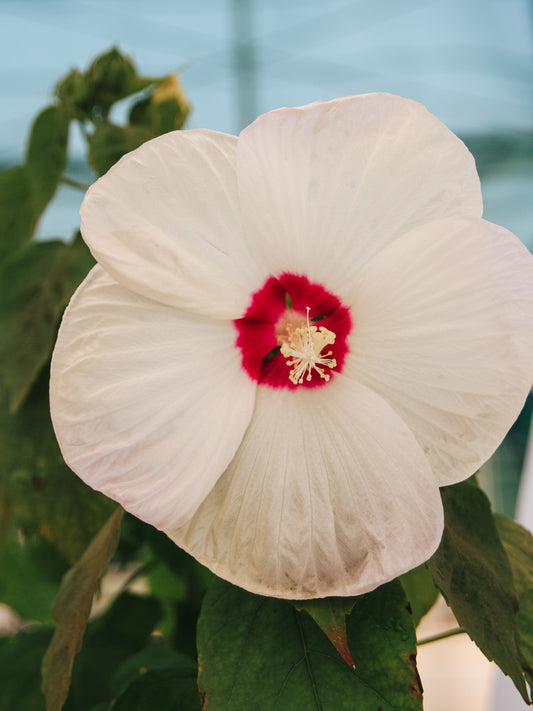 Luna White Rose Mallow