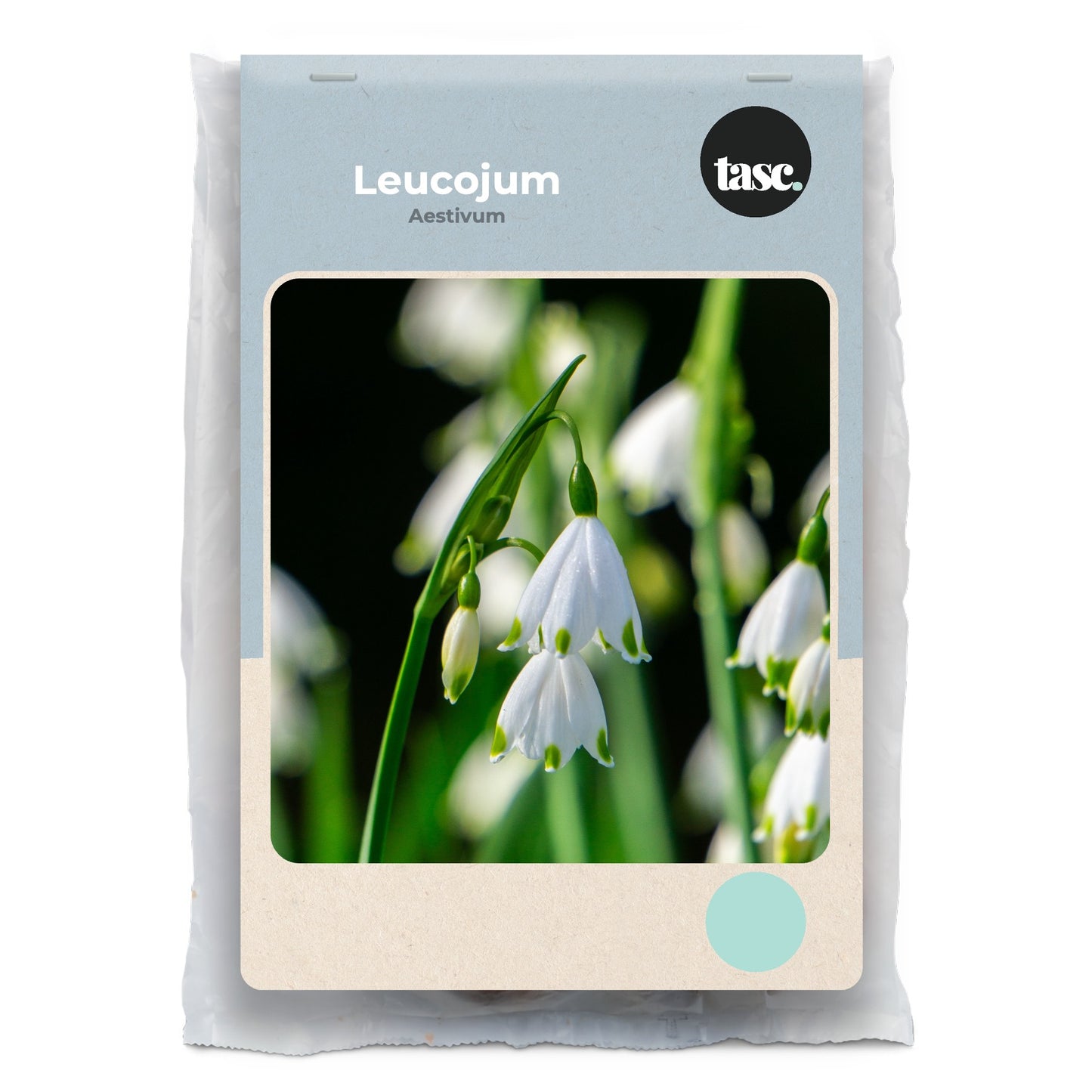 Leucojum Aestivum