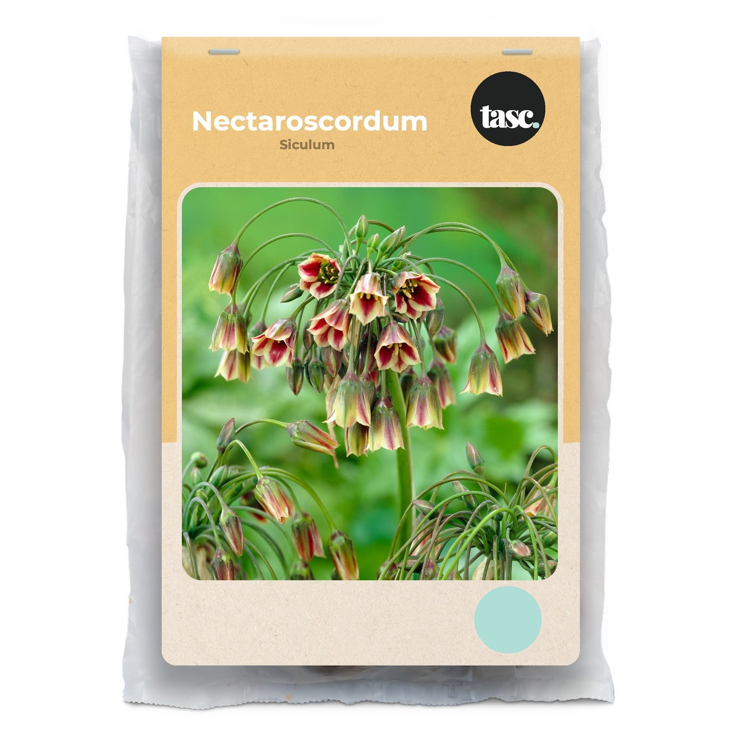 Nectaroscordum Siculum