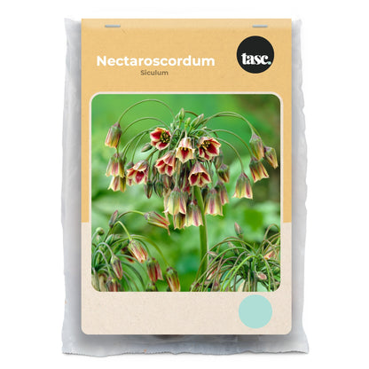 Nectaroscordum Siculum