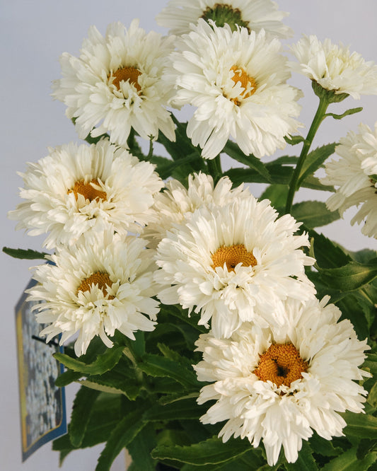 Macaroon Shasta Daisy