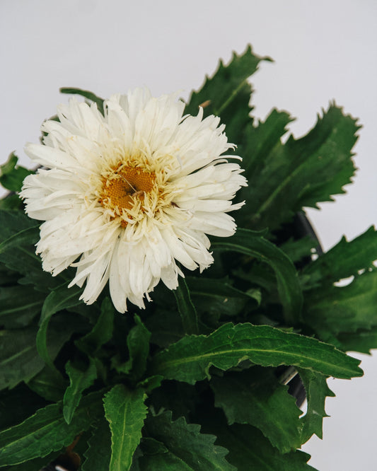 Marshmallow Shasta Daisy
