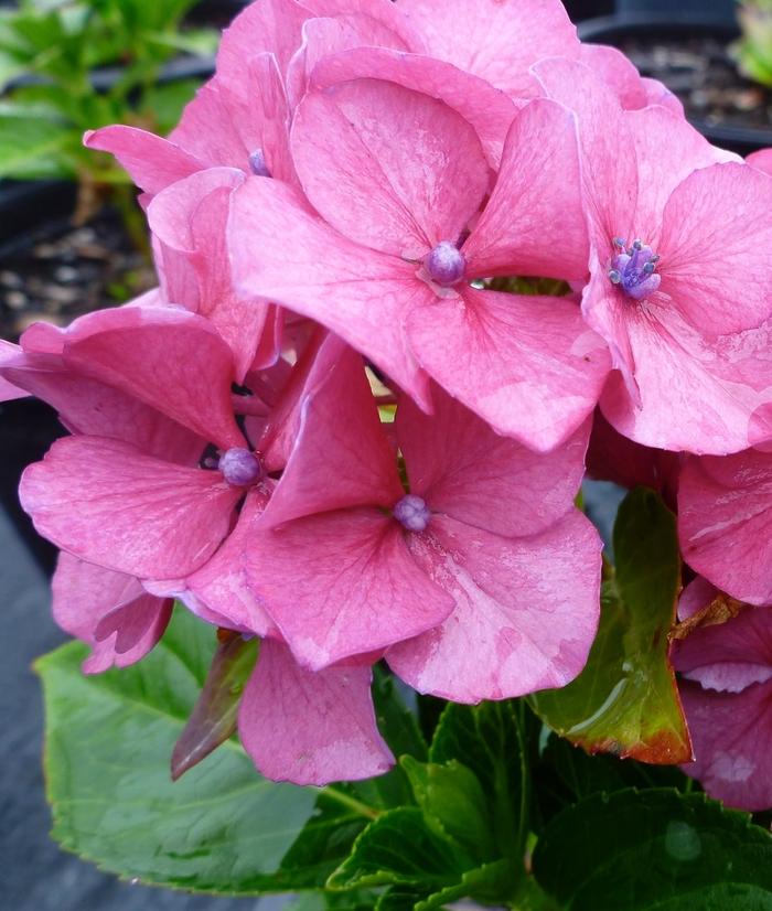 Masja Bigleaf Hydrangea
