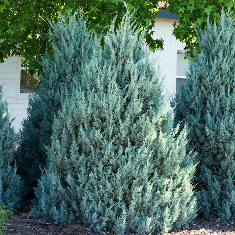 Moffat Blue Rocky Mountain Juniper