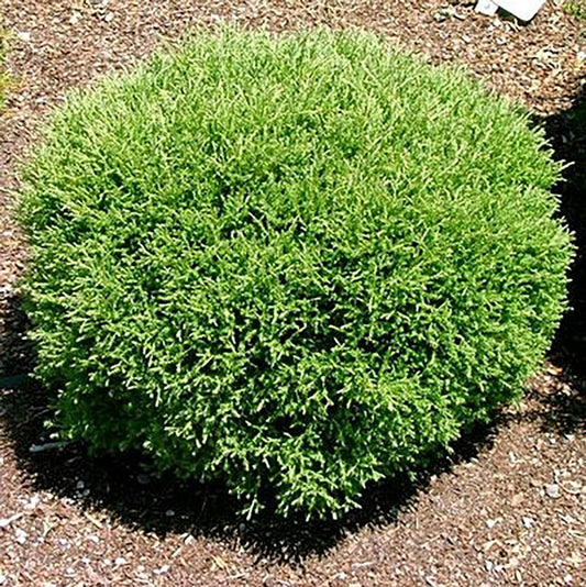 Mr. Bowling Ball Arborvitae