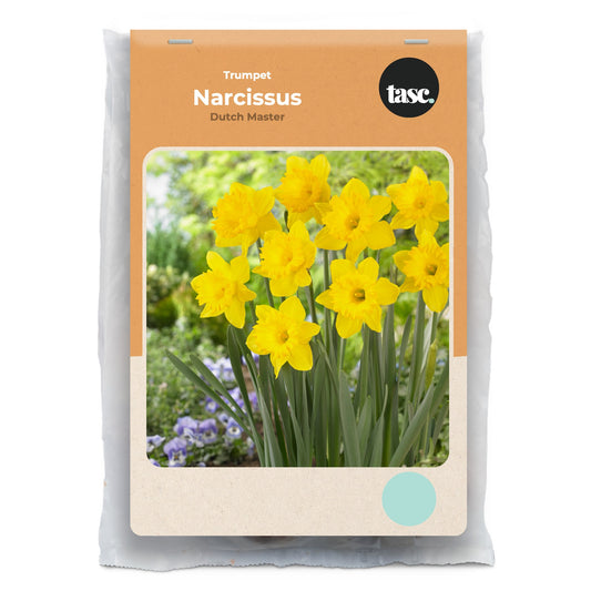 Trumpet Dutch Master Daffodil