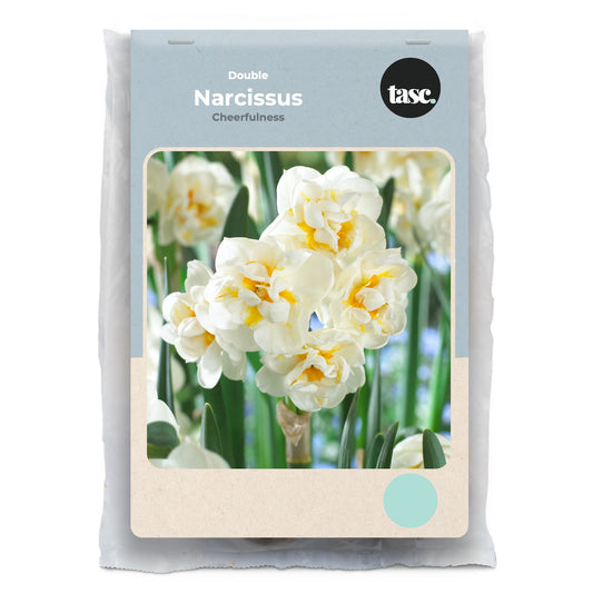 Double Cheerfulness Daffodil