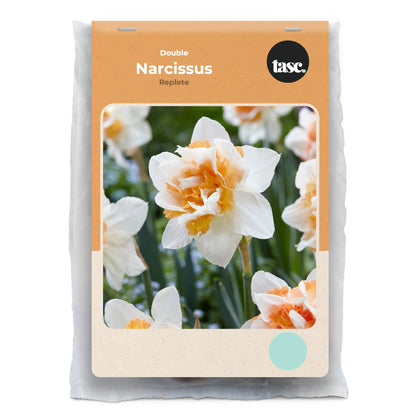 Double Replete Daffodil