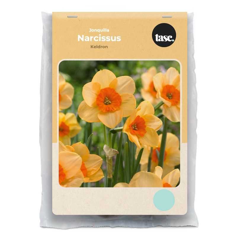 Jonquilla Kedron Daffodil