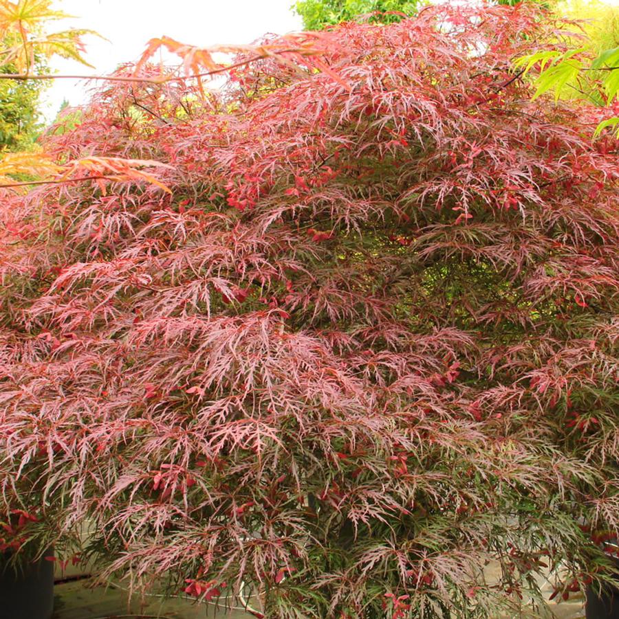 Octopus Laceleaf Japanese Maple