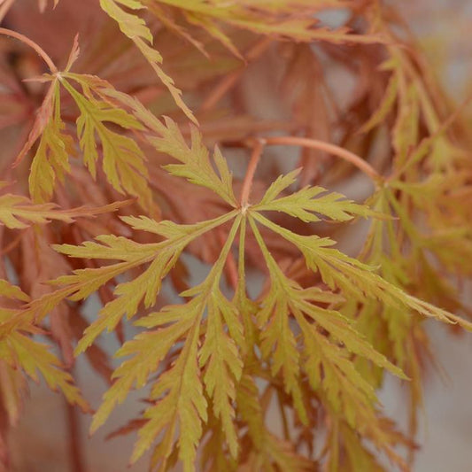 Orangeola Laceleaf Japanese Maple