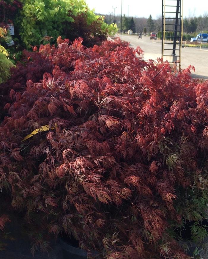 Orangeola Laceleaf Japanese Maple