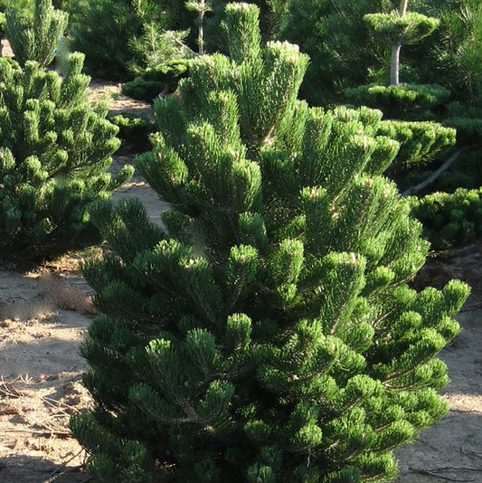 Oregon Green Austrian Pine