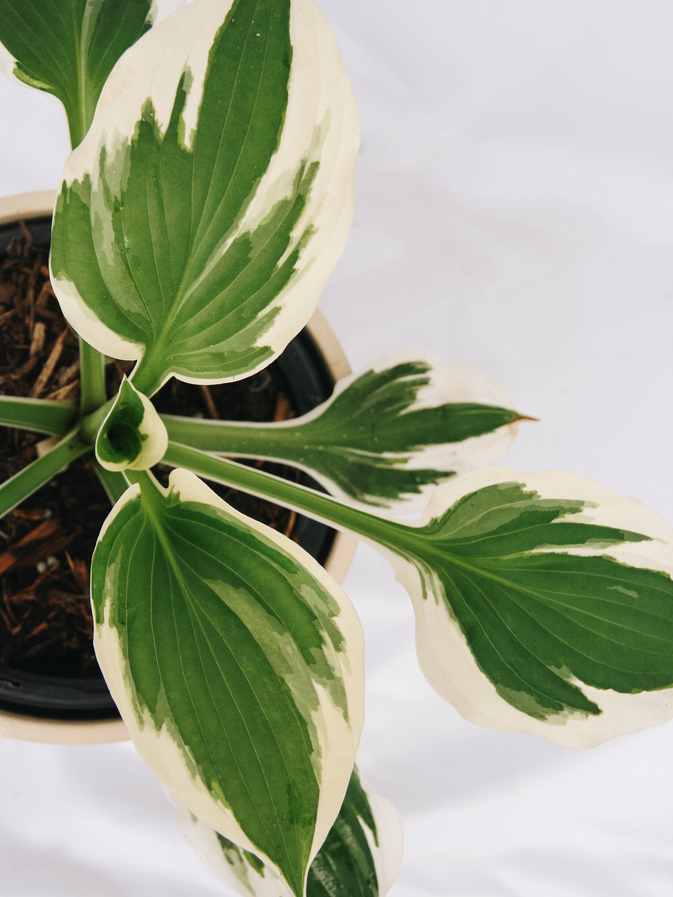 Patriot Hosta