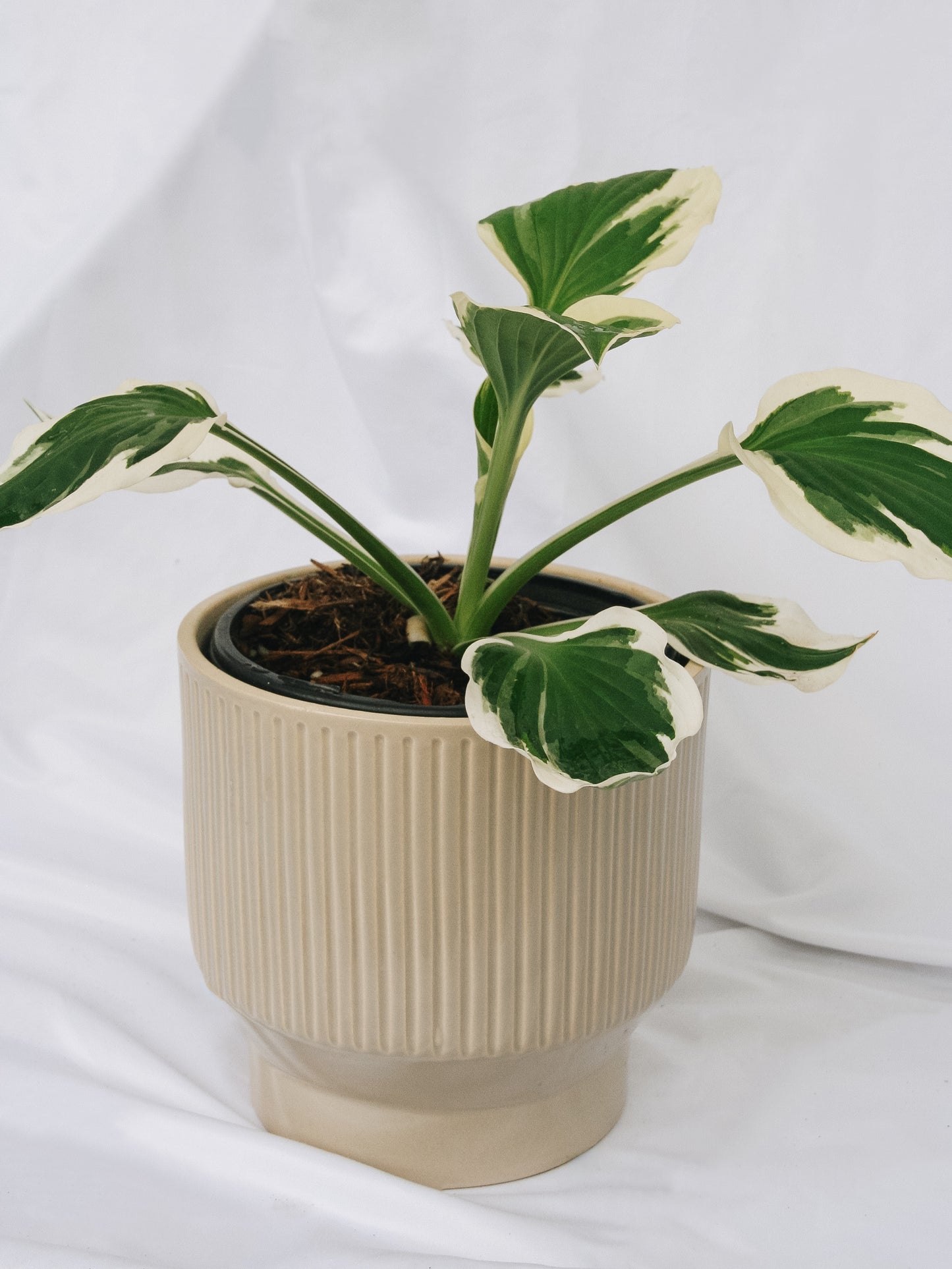 Patriot Hosta