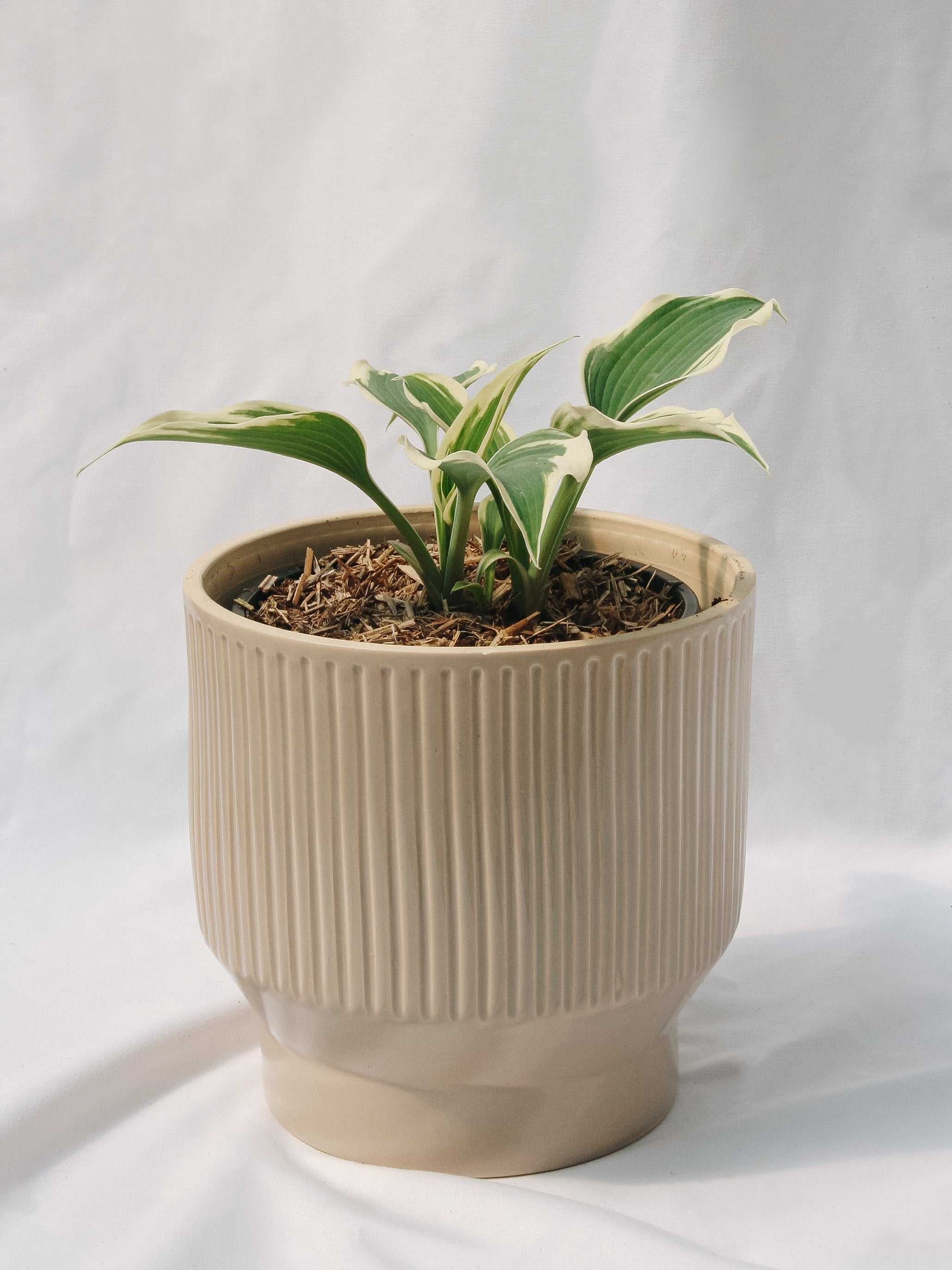 Patriot Plantain Lily