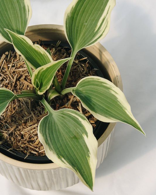 Patriot Plantain Lily