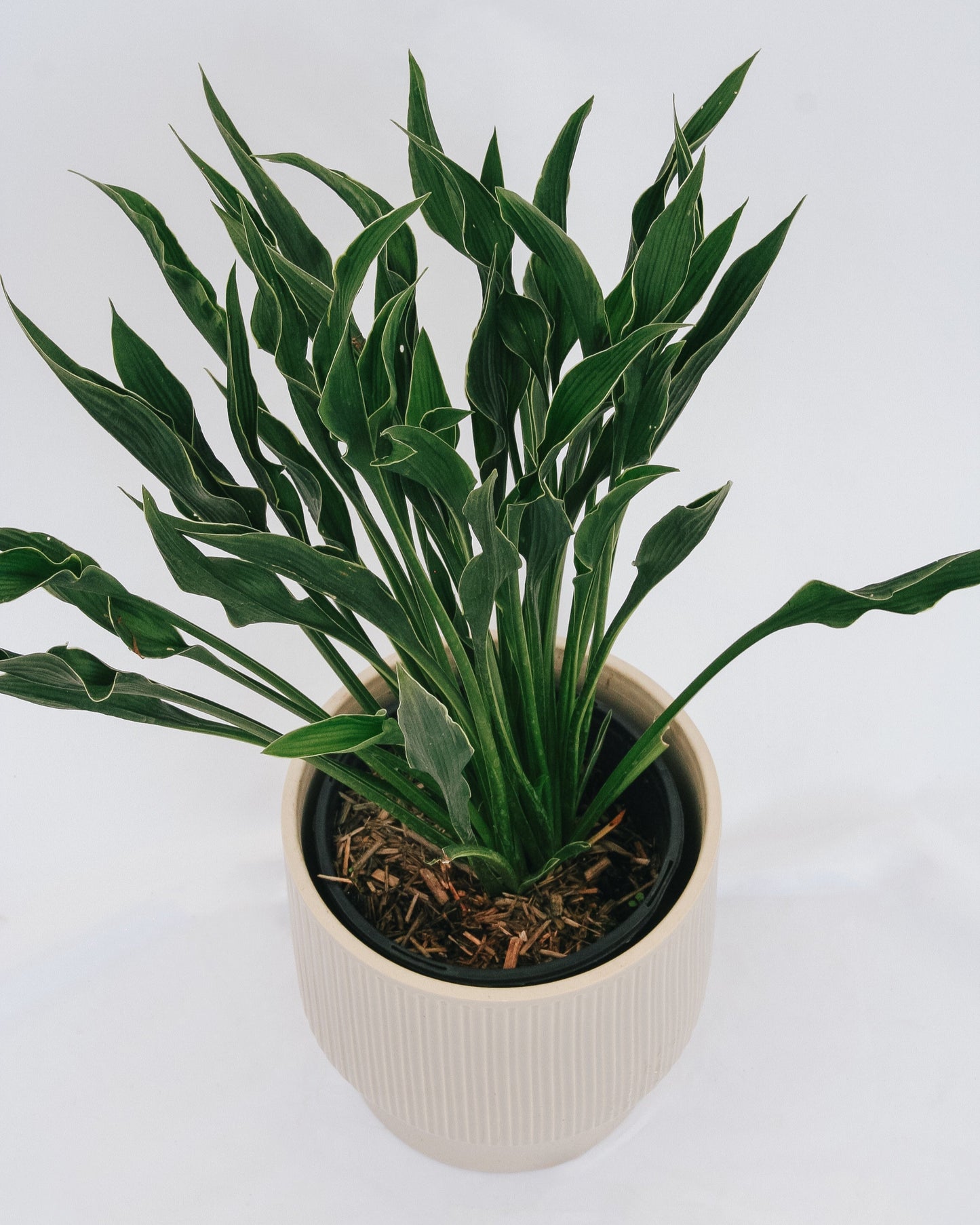 Praying Hands Plantain Lily