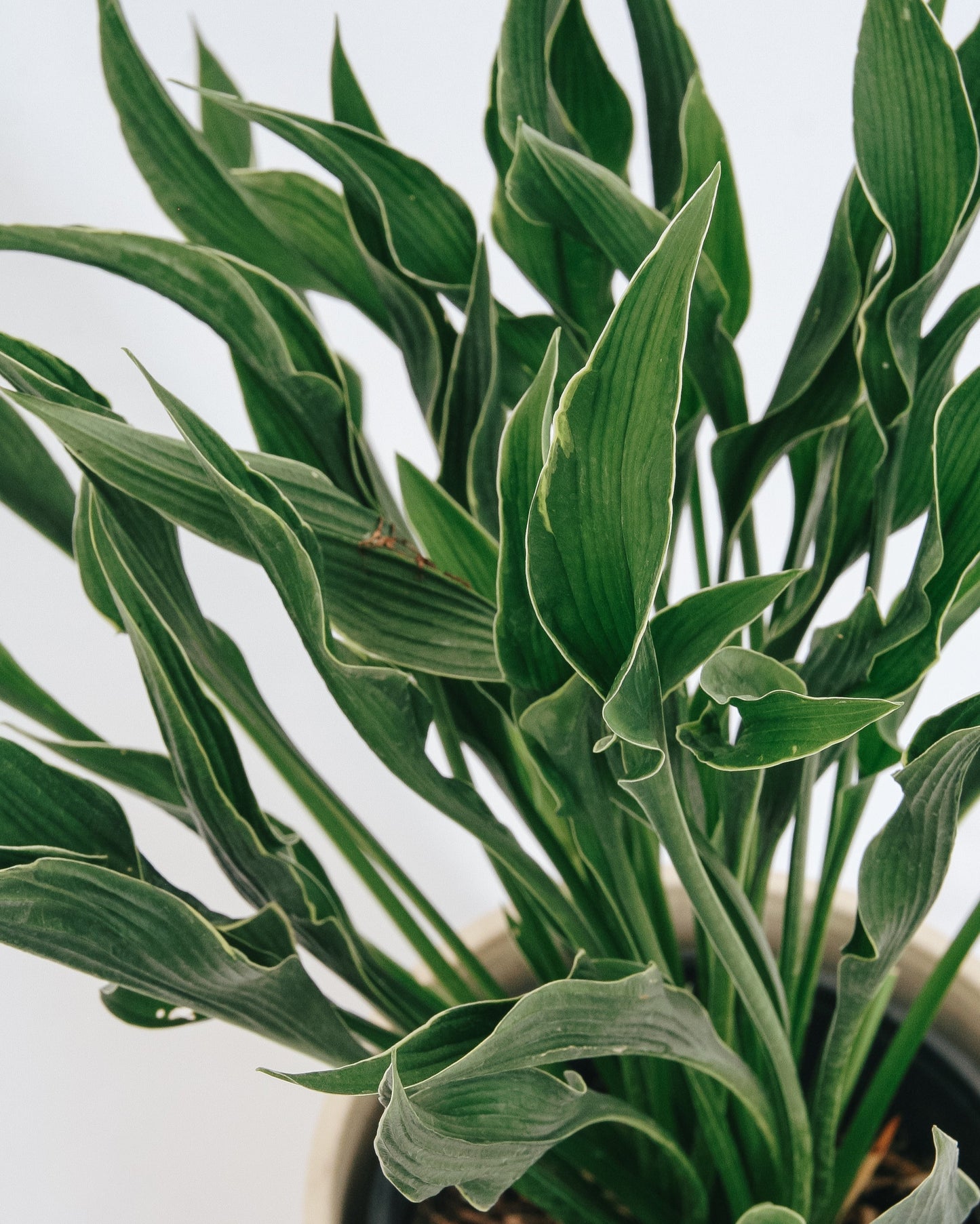 Praying Hands Plantain Lily