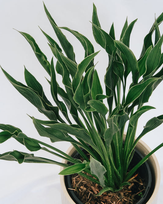 Praying Hands Plantain Lily