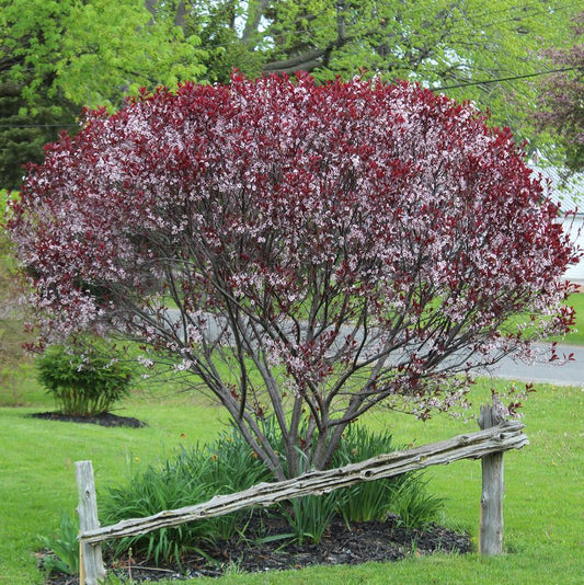 Purple Leaf Sand Cherry
