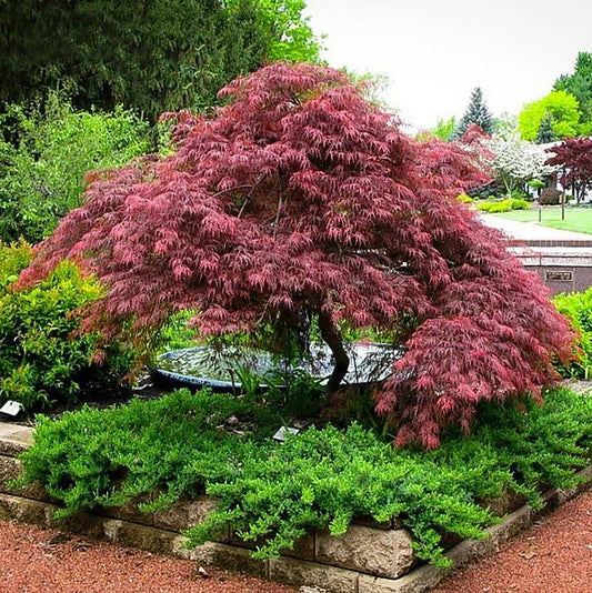 Red Dragon Laceleaf Japanese Maple