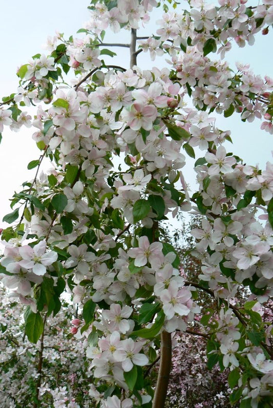 Red Jade Crabapple