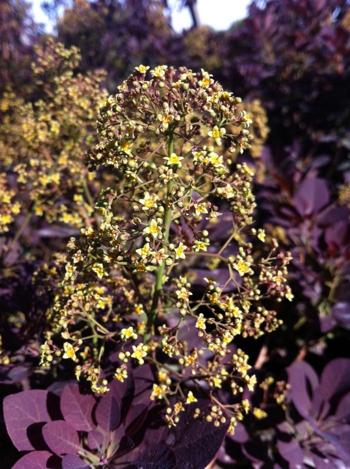 Royal Purple Smoke Tree