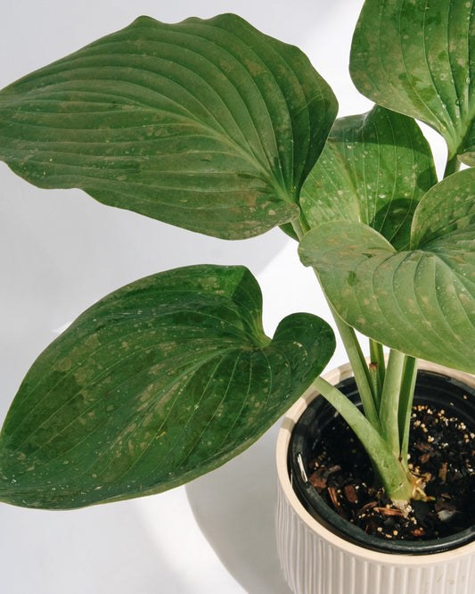 Empress Wu Hosta