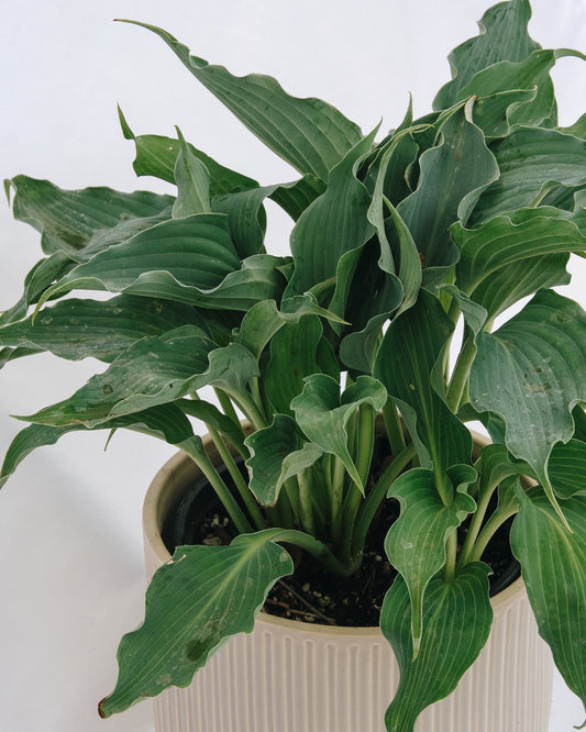 Waterslide Plantain Lily
