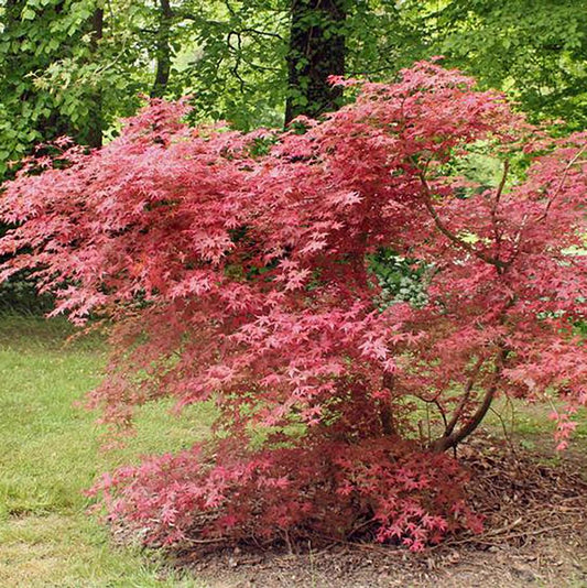 Shindeshojo Japanese Maple