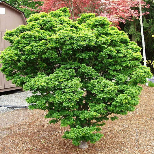 Shishigashira Japanese Maple