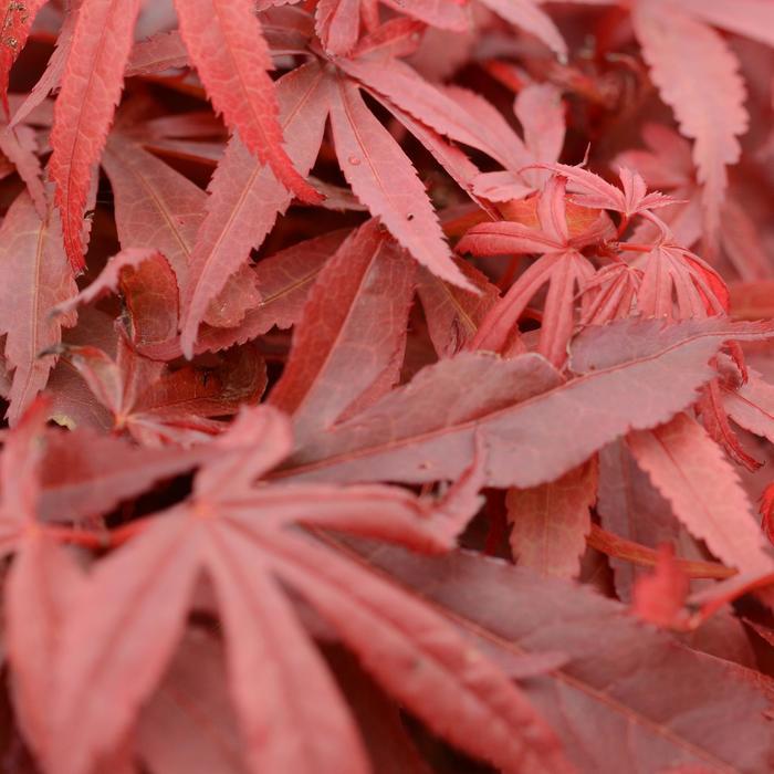 Skeeter's Broom Japanese Maple