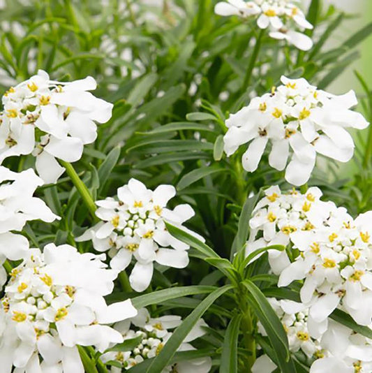 Snow Flurries Candytuft