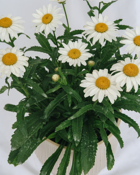 Snowcap Shasta Daisy