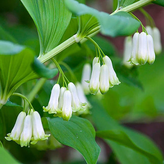 Solomon's Seal