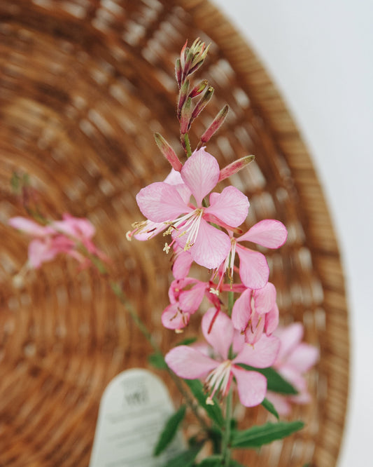 Guara Stratosphere Pink Picotee