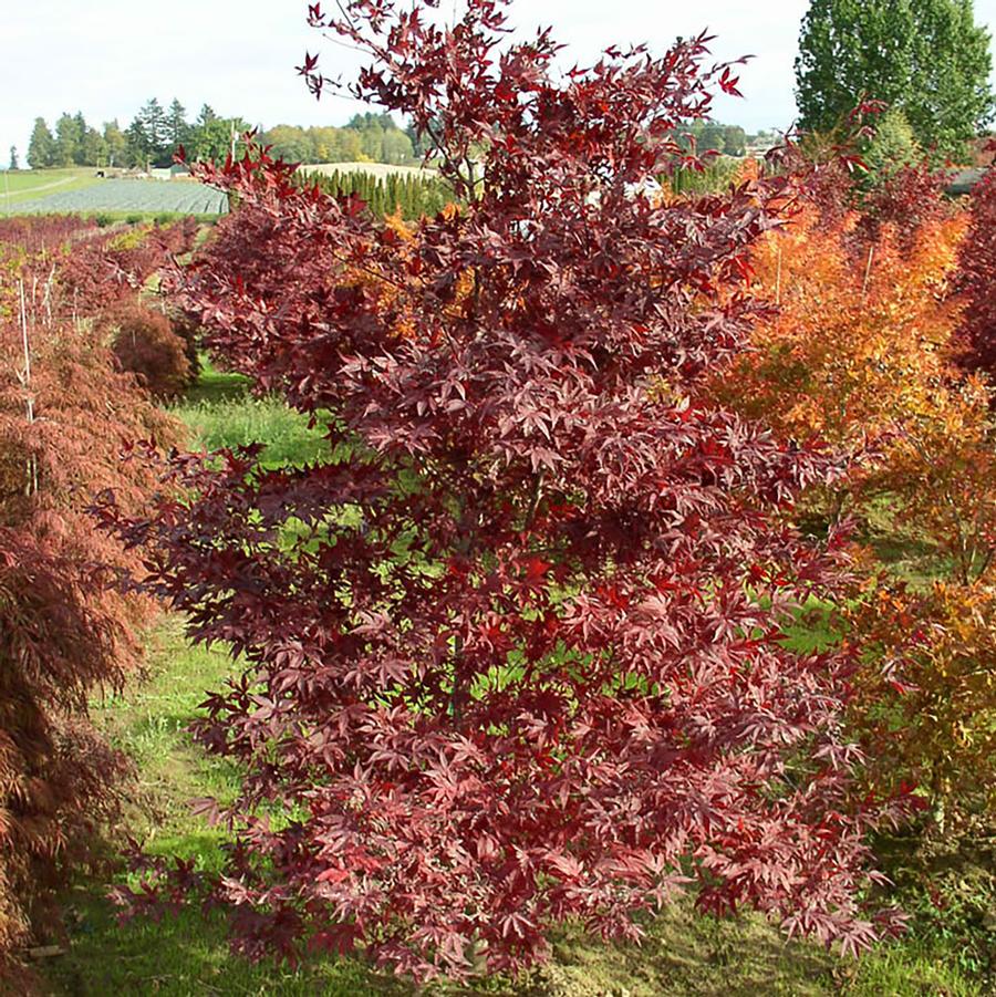 Suminigashi Japanese Maple