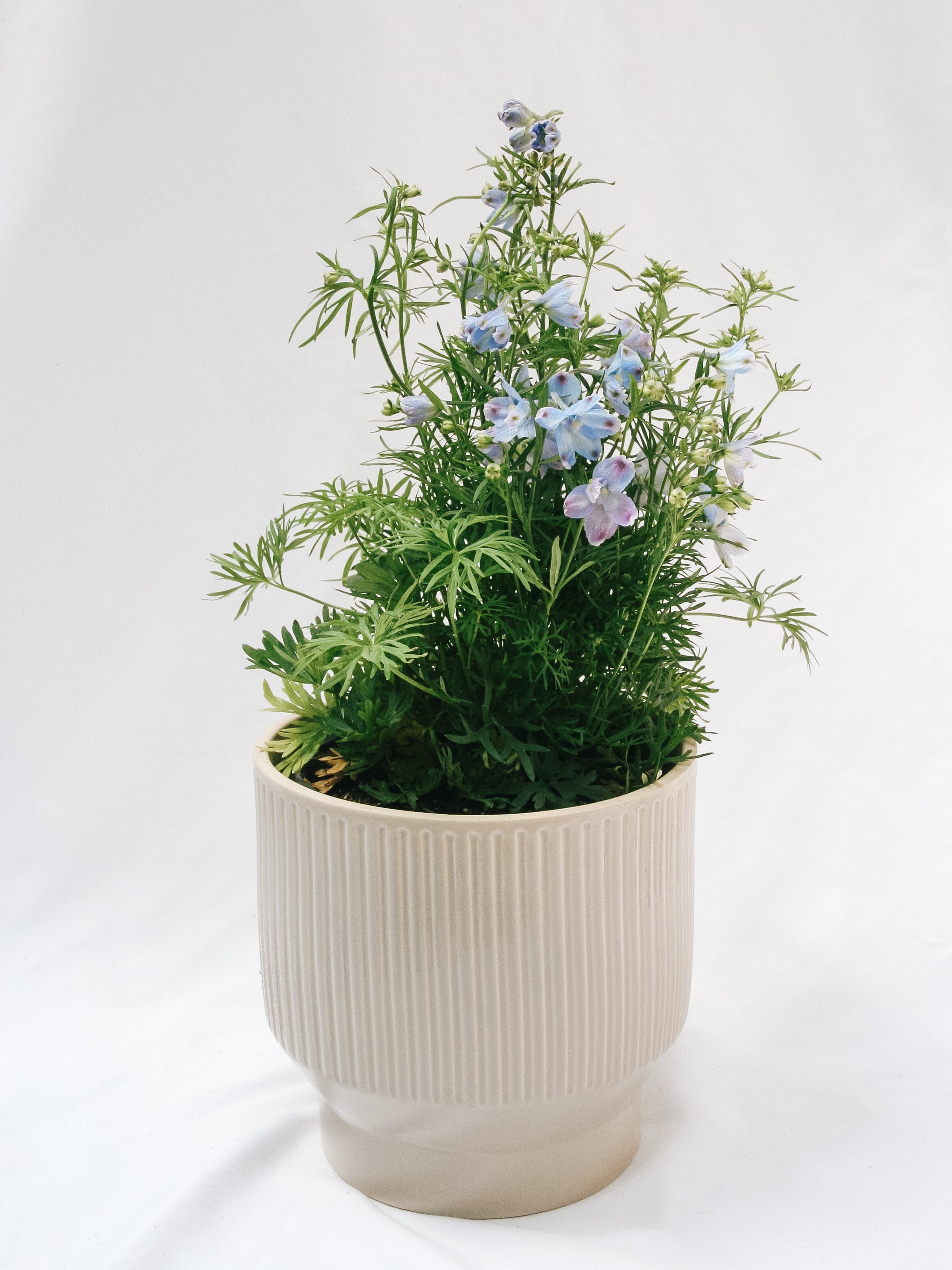 Summer Blues Larkspur
