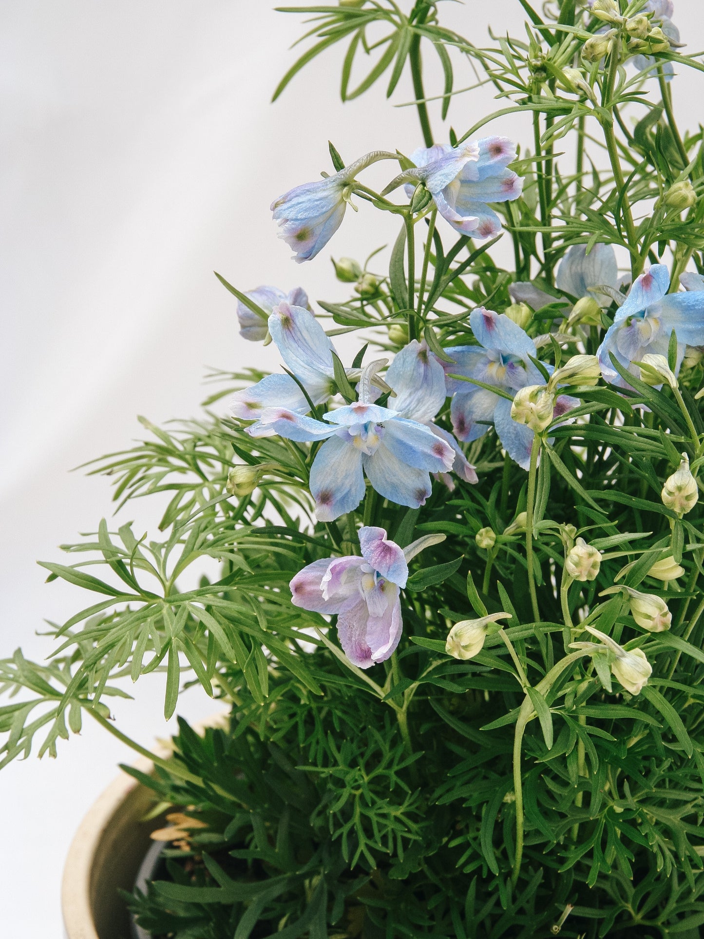 Summer Blues Larkspur