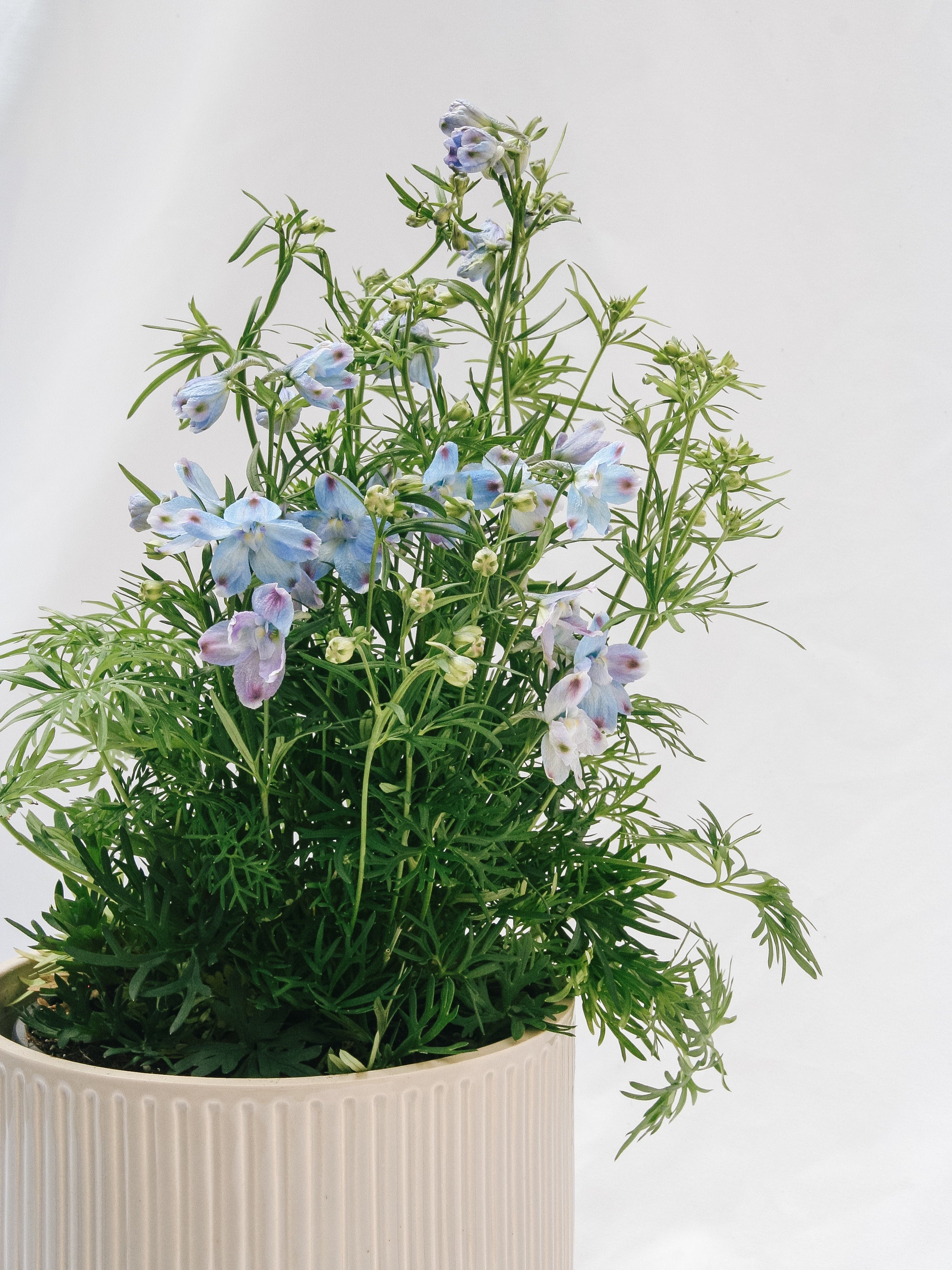 Summer Blues Larkspur