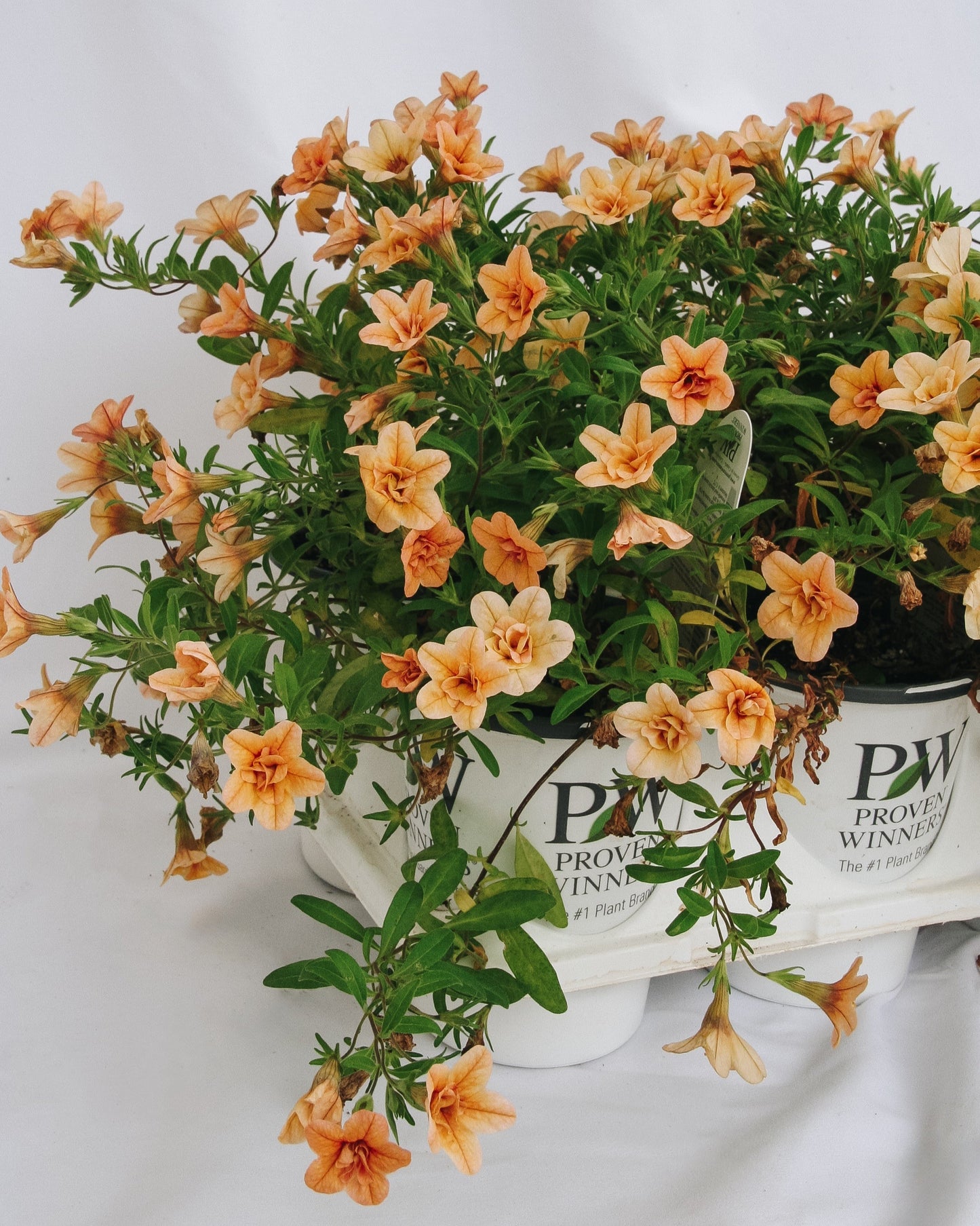 Calibrachoa Superbells Double Amber