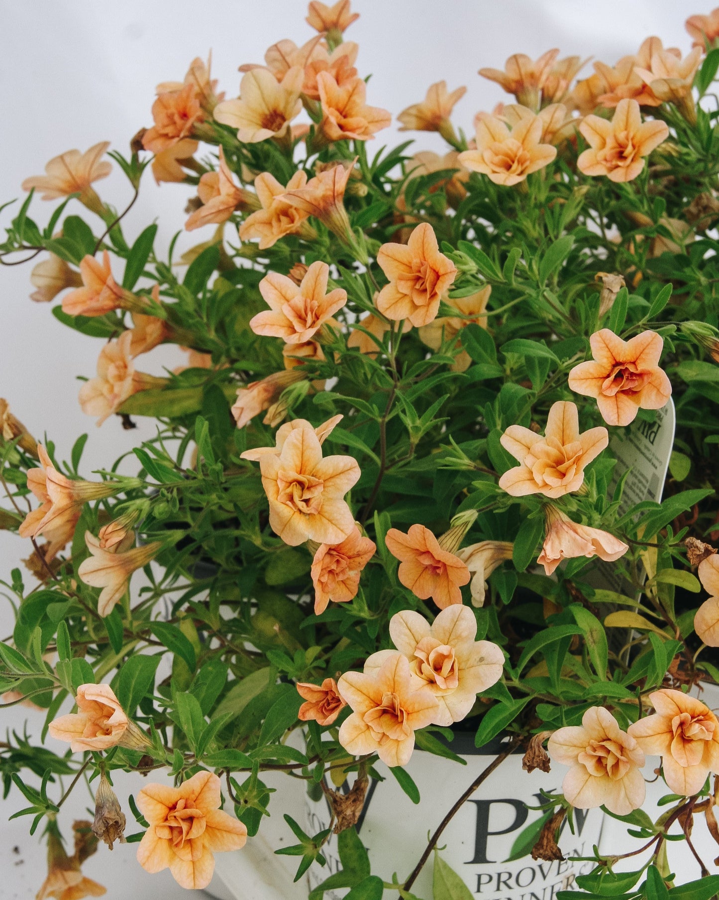 Calibrachoa Superbells Double Amber