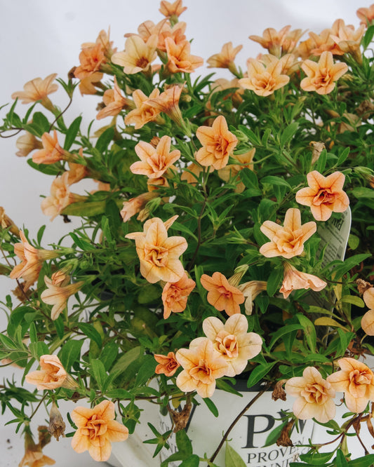 Calibrachoa Superbells Double Amber