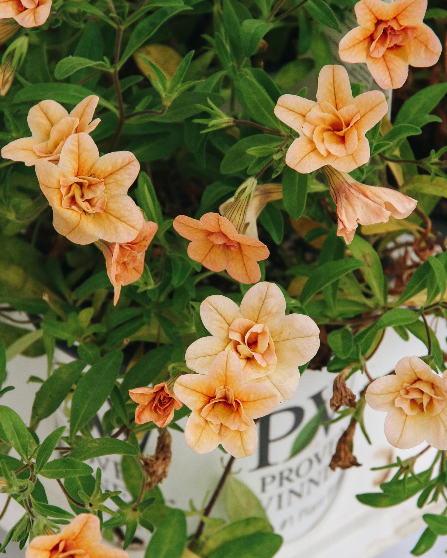 Calibrachoa Superbells Double Amber
